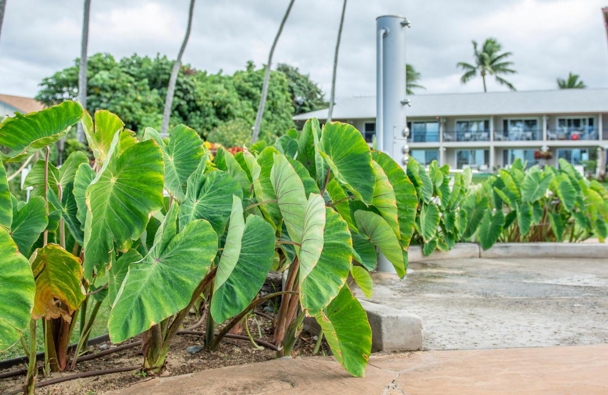 Napili Surf Beach Resort By Castle Kapalua Ngoại thất bức ảnh