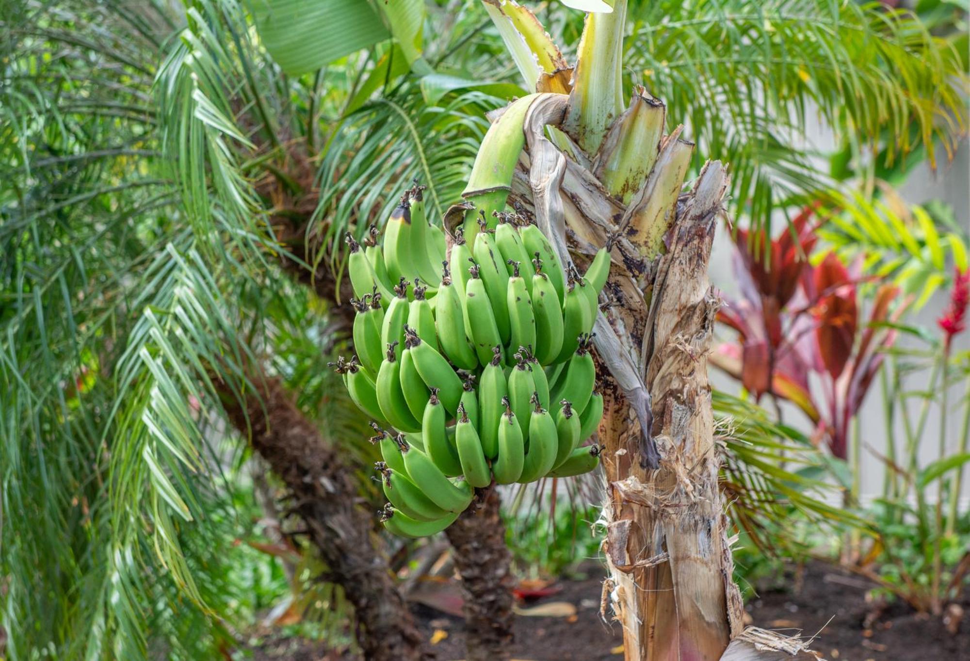 Napili Surf Beach Resort By Castle Kapalua Ngoại thất bức ảnh